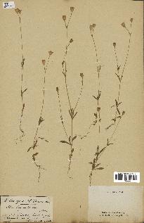 spécimen de Silene longicaulis