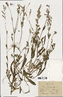 spécimen de Silene hispida