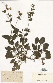 spécimen de Silene dioica