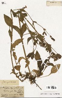 spécimen de Silene dioica