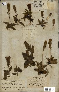 spécimen de Gentiana kochiana