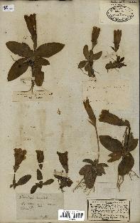 spécimen de Gentiana kochiana
