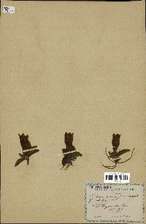 spécimen de Gentiana kochiana