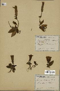 spécimen de Gentiana kochiana