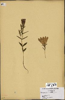 spécimen de Gentiana pneumonanthe