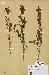 spécimen de Gentiana pneumonanthe
