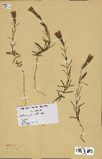 spécimen de Gentiana pneumonanthe