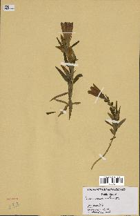spécimen de Gentiana pneumonanthe