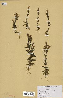 spécimen de Gentiana germanica