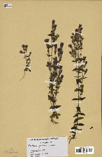 spécimen de Gentiana germanica