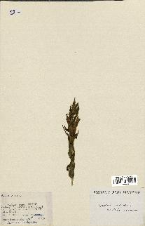 spécimen de Gentiana asclepiadea