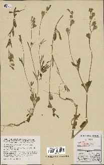 spécimen de Silene secundiflora