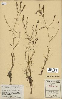 spécimen de Silene reticulata