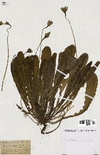 spécimen de Leontodon crispus
