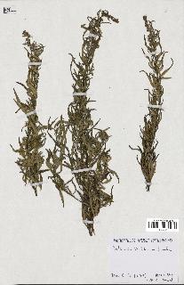 spécimen de Artemisia verlotiorum