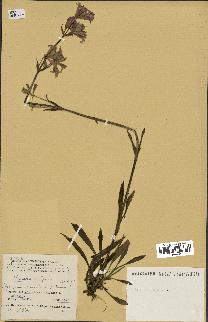 spécimen de Silene vulgaris