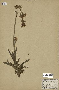 spécimen de Silene vulgaris