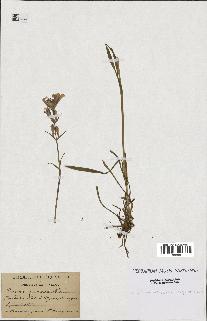 spécimen de Silene vulgaris