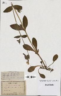spécimen de Silene dioica