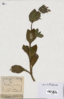 spécimen de Silene dioica