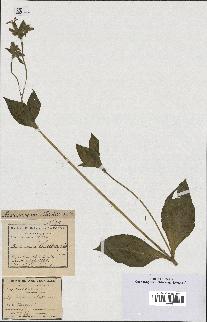 spécimen de Silene dioica