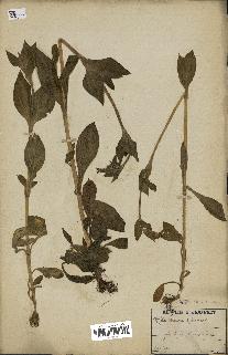 spécimen de Silene dioica