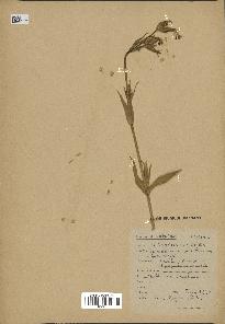 spécimen de Silene noctiflora