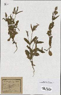 spécimen de Silene noctiflora