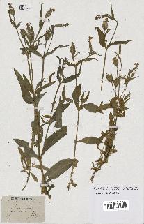 spécimen de Silene noctiflora