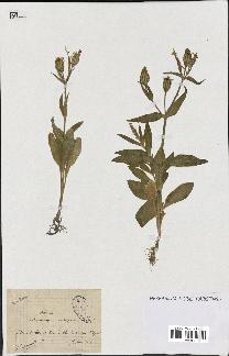 spécimen de Silene noctiflora