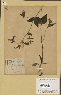 spécimen de Silene dioica