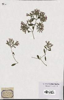spécimen de Saponaria ocymoides