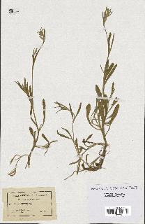 spécimen de Silene micropetala