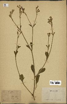 spécimen de Silene obtusifolia