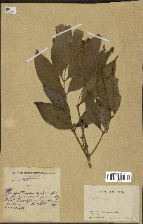 spécimen de indet.