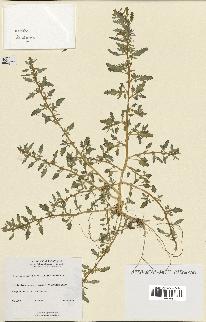 spécimen de Chenopodium glaucum