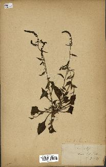 spécimen de Beta vulgaris