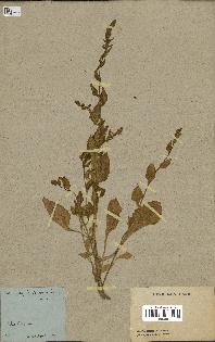spécimen de Beta vulgaris