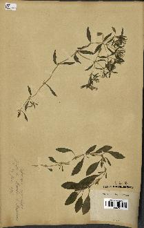 spécimen de Saponaria ocymoides