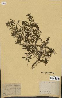 spécimen de Saponaria ocymoides