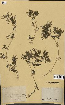 spécimen de Saponaria ocymoides
