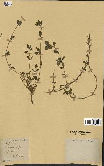 spécimen de Saponaria ocymoides