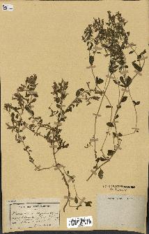 spécimen de Saponaria ocymoides
