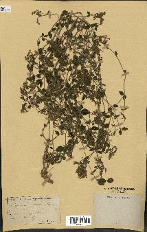 spécimen de Saponaria ocymoides