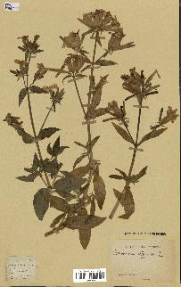 spécimen de Saponaria officinalis