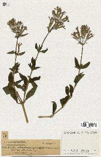 spécimen de Saponaria officinalis