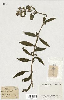 spécimen de Saponaria officinalis