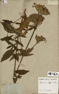 spécimen de Saponaria officinalis