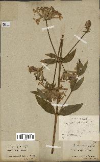 spécimen de Saponaria officinalis