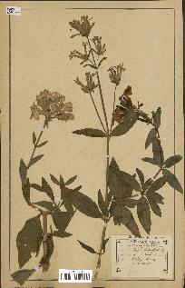 spécimen de Saponaria officinalis